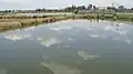 Multiple fish basins on a carp fish farm