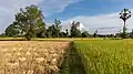 Path in the countryside with trees and paddy fields, of blond color with cut rice on the left and still green on the right