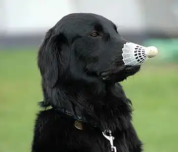 A dog with a badminton birdie on the nose.