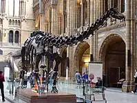 Natural History Museum in London. Dinosaur skeleton