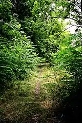 More complicated case. Not immediately recognized as a railway. Characteristic railway ballast remains in place. Terrain appearance may still indicate a railway track.