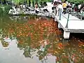 Decorative fish pond used as a tourist attraction