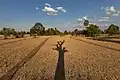 Long shadow of a dead tree with its branches on the dry fields of Don Det (Si Phan Don, Laos), a sunny day with blue sky and white clouds, late afternoon