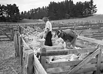 A stockyard used to inspect sheep