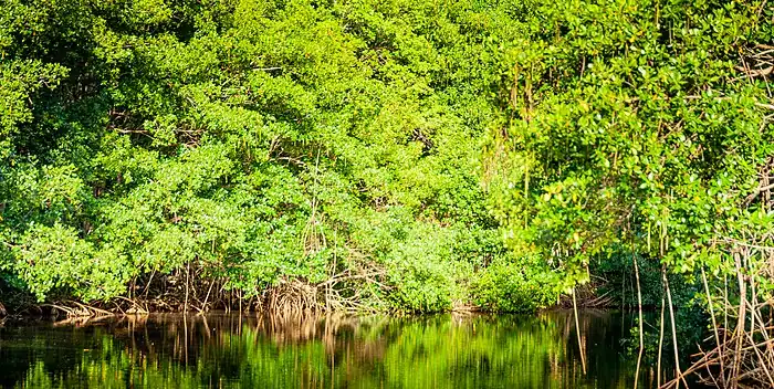 Mangrove_Canal_des_rotours