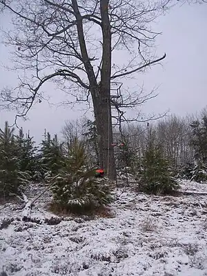 Two person hunting stand in a tree in snowy landscape