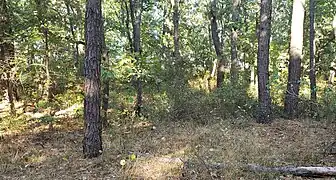 Wild, natural wooded areas