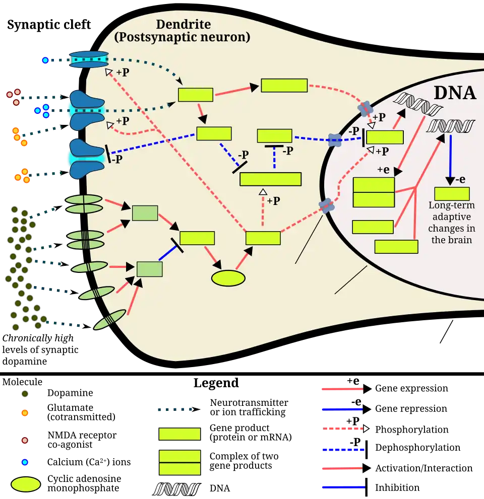 The signaling cascade involved in psychostimulant addiction