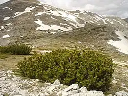 Pinus mugo, a dwarf mountain species at altitude in Macedonia