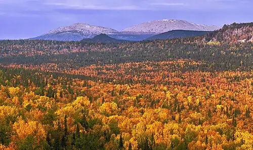 Forest around mount Yamantau