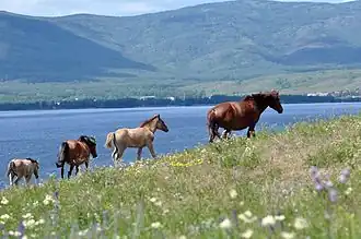 Bashkir horses near Yakty-Kul lake