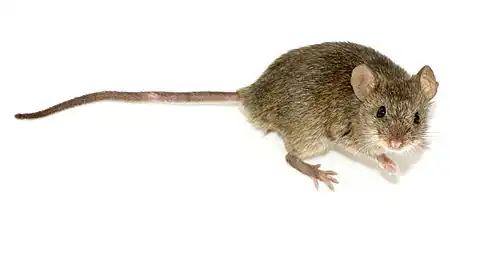 House mouse (Mus musculus)