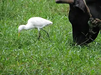 Human commensalism, stage 1: an eastern cattle egret with a domesticated cow in India.
