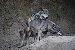 Gray wolves mating
