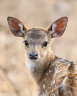 Newborn in Ranthambore National Park