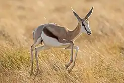 Juvenile Springbok jumping in Etosha National Park, Namibia