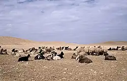 Mixed herd of goats and sheep for efficient grazing, Syria[48]