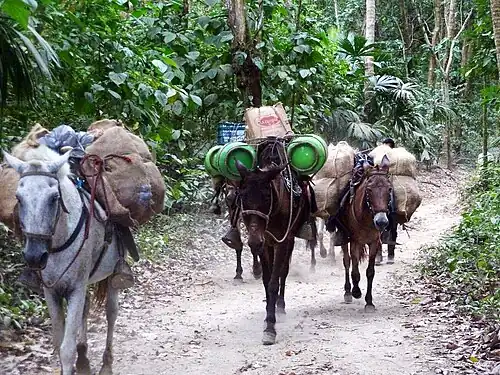 Pack donkeys in Tayrona National Natural Park in northern Colombia