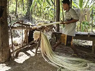Abacá fibers being stripped using traditional methods in the Philippines