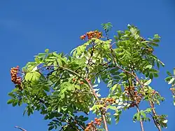 The Proto-Celtic word *eburos may have meant the rowan, not the yew.[86]