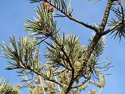 Pinaceae: needle-like leaves of Scots pine (Pinus sylvestris)
