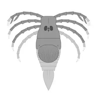 Megarachne was a large freshwater eurypterid from South America that was originally misidentified as a spider