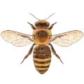A bee as viewed from above with no background. It is flat with its wings extended.