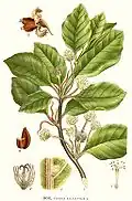 Botanical illustration