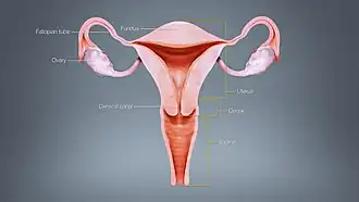 Different regions of the uterus displayed and labelled using a 3D medical animation still shot