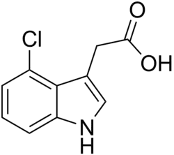 Skeletal structure diagram