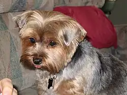 According to the standard, the ears must be small, V-shaped, carried erect and set not too far apart. If this is not the case, the dog should not be used for breeding.