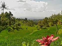 Paddy field placed under the valley of Madiun, Indonesia