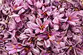 Saffron Flowers, Torbat-e Heydarieh