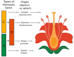 Diagram that shows that the C gene results in carpels, C + B genes results in stamens, A + B genes results in petals, and the A gene results in sepals.