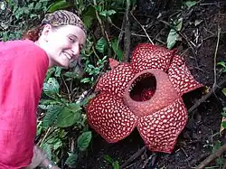 Red flower made of 5 petals surrounding a depressed centre, on the forest floor surrounded by dead leaves and small green plants