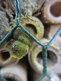 A mason bee (Osmia sp.) covered in pollen