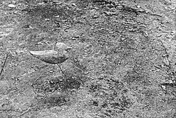 Two model birds painted by Thayer: painted in background colours on the left, countershaded and nearly invisible on the right