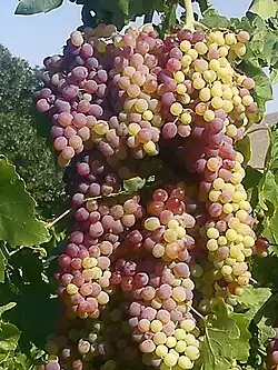 Grapes in Abhar County, Iran