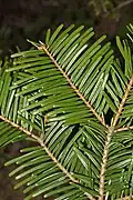 In Abies grandis and many other species with spirally arranged leaves, each leaf is twisted near its base to maximize light capture.