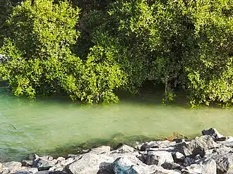 Mangroves at Mangrove National Park, near Al Qurm Corniche on Sheikh Zayed Bin Sultan Street in the eastern part of the city[29]