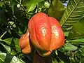 Ackee (Blighia sapida) fruit