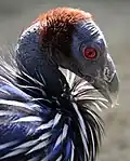 Head of a vulturine guinea fowl