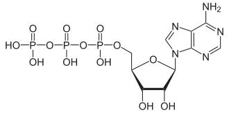 Skeletal formula of adenosine triphosphate