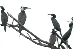 Adut great cormorant (P. carbo) perched along side Indian cormorants (P. fuscicollis), Maharashtra, India
