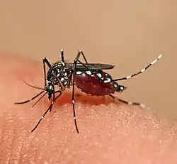 Close-up photograph of an Aedes aegypti mosquito biting human skin