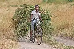 African boy transporting fodder