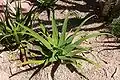 Agave bracteosa (spider agave)