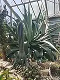 Agave dussiana