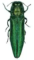 Emerald ash borer adult