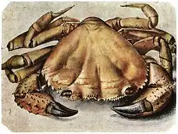 Crab by Albrecht Dürer, gouache and watercolour on paper, Germany, 1495